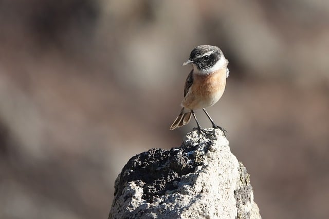 福缘网赚专访:最新网赚项目一网打尽,轻松赚钱不是梦