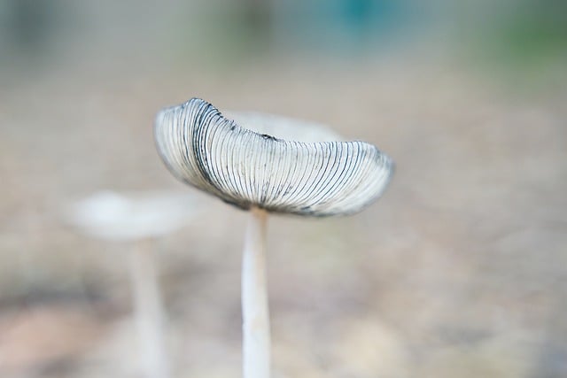 福缘网赚与创业赚钱网强强联手，共谱网赚创业新篇章