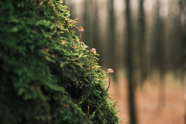 竞价赚钱全揭秘：掌握策略，轻松实现网络盈利