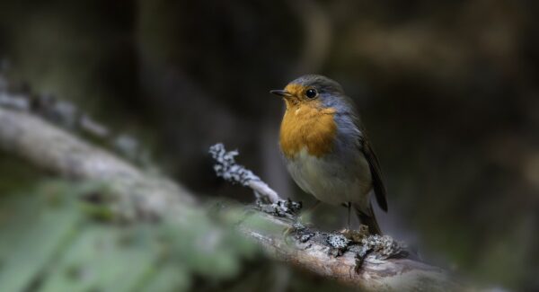 创业网络新篇章：中文网赚与赚网商城的完美融合