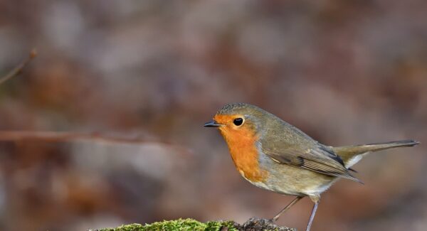 金色旋风网赚论坛揭秘：掌握网赚技术的关键一步