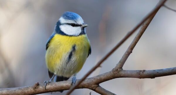 中创网是骗子吗？揭秘中创网络的真实面貌与赚钱机会