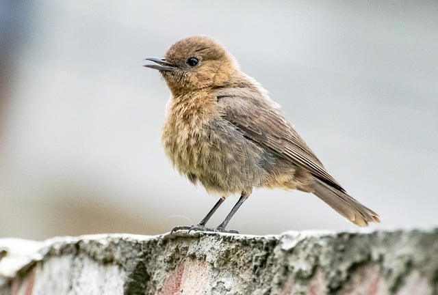 说钱网与免费赚钱项目的交汇点：解锁网络创业的进阶之路