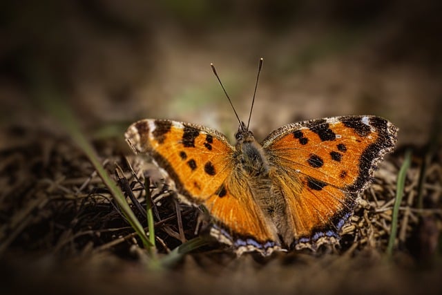 百度站长工具与行业关键词的结合：提升网络创业的优化策略