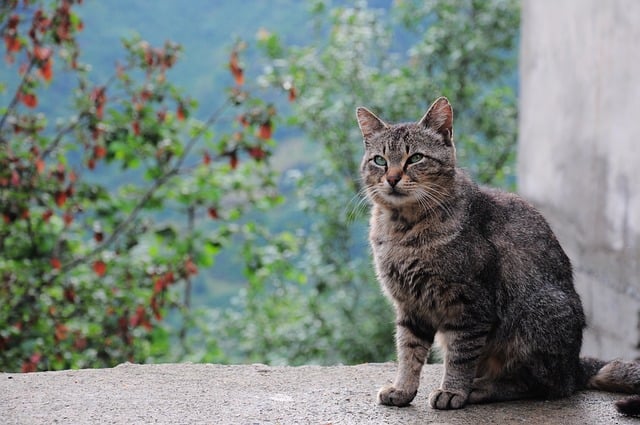 说钱网独家解读：网络竞价赚钱的秘诀与陷阱