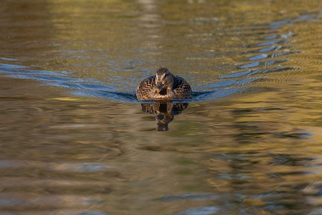 中创网络与致富金点子的碰撞：发掘网络创业的财富之源
