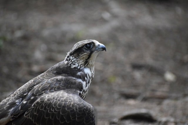 出售友情链接与百度搜索大数据的结合：探索网络创业的流量密码与价值