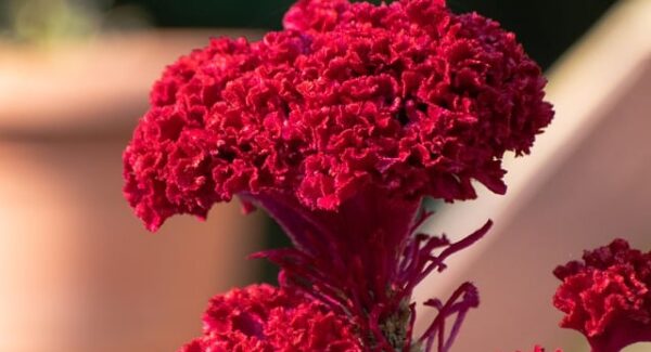 创网实战：揭秘网赚创业项目的快速起步之道