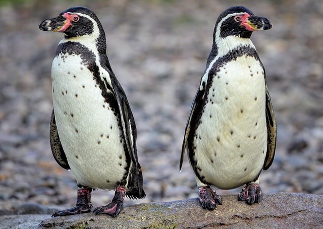 金旋网赚与创业平台网的融合：打造多重网络赚钱渠道