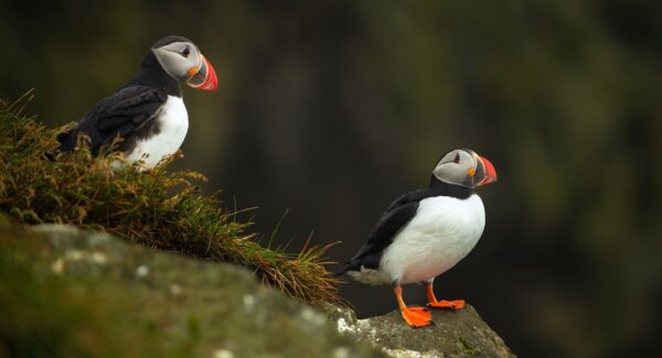 拒绝“羽绒服刺客”，年轻人带火军大衣—暮沉资源站
