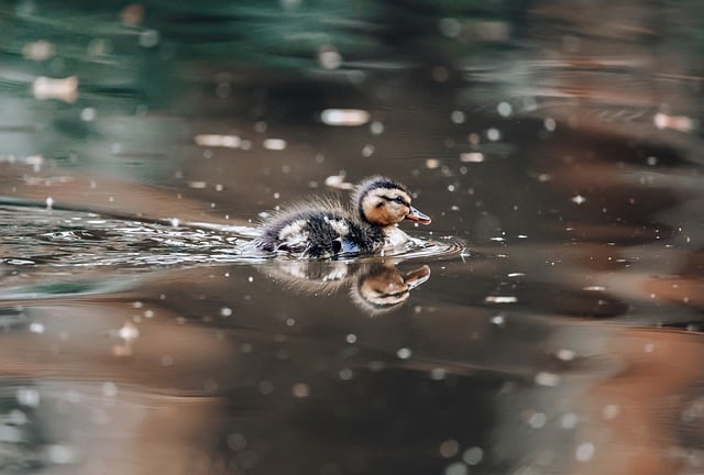 网赚项目平台：如何选择靠谱的网赚项目平台，实现财富自由与人生价值