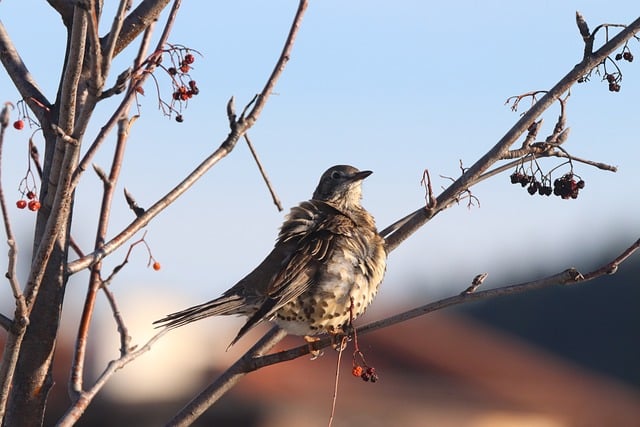 网赚论坛大全：金色旋风网赚论坛的SEO文案写作技巧分享