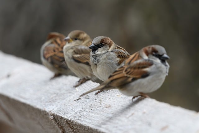 赚网商城：网上赚钱的网站中的竞价赚钱技巧分享