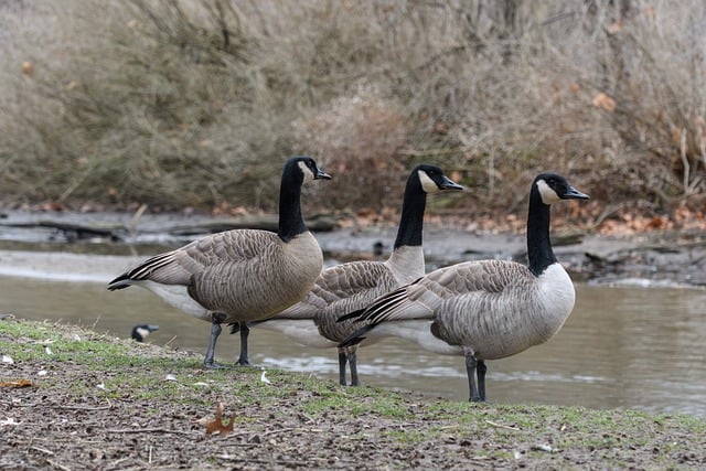 网赚社区：新手网赚论坛与中创网赚项目平台的结合