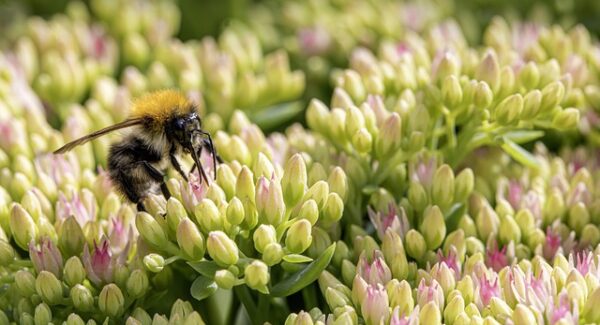 网赚技术：教你如何在网上赚钱的技巧和方法