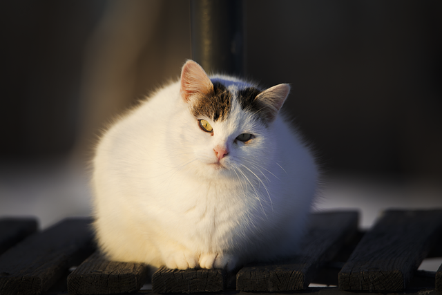 中创网络平台解析：如何利用中创网实现财富增长？