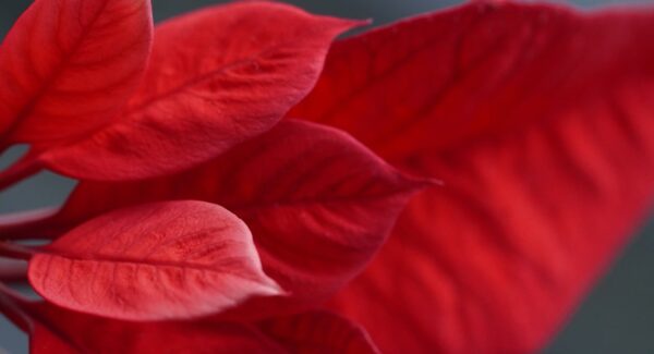 福缘网赚：金色旋风网赚论坛的SEO每天一贴教程