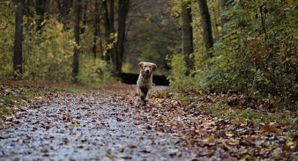 网赚项目网：金色旋风网赚论坛的网上赚钱论坛推荐