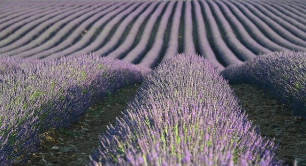 网赚社区：新手网赚论坛与中创网赚项目平台的结合