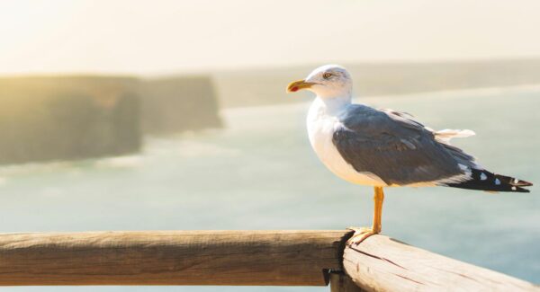 致青春网赚论坛：SEO优化策略与实战经验分享