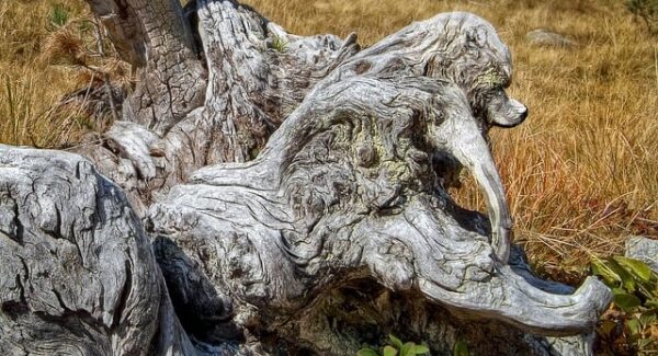 站长故事：金色旋风网赚论坛的创业好项目论坛