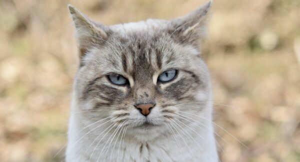 A5网站推荐：优质网络资源与网赚项目的聚集地