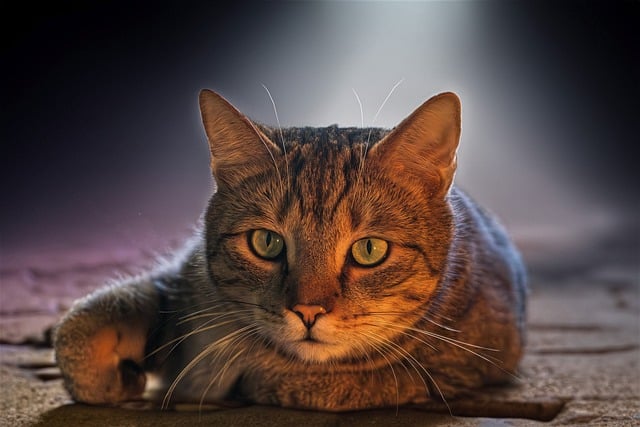 热门创业项目与创业商机网：发现热门商机