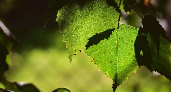 免费网上赚钱实战指南：网上创业成功案例解析，零成本也能致富