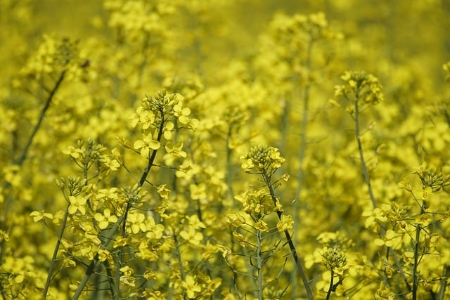 福缘网赚：揭秘网赚世界的秘密武器，一公斤网赚论坛教你如何轻松起步