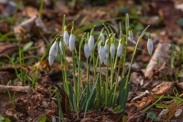 暮沉网创项目深度解析：探索网创领域的成功秘诀