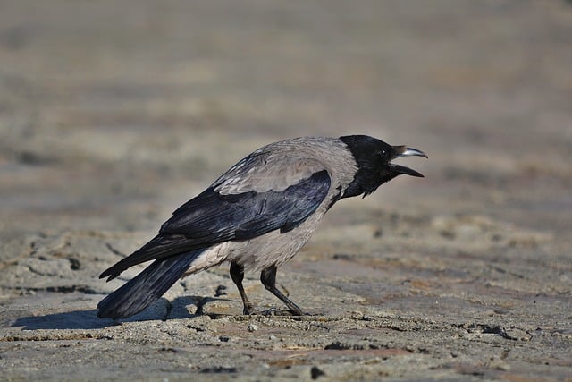 网赚培训专家谈：如何通过SEO赚钱提升网赚效果