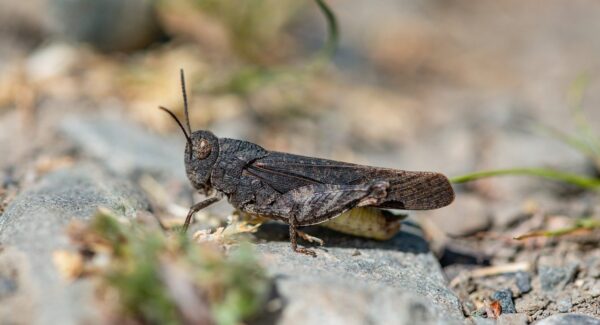 【创业网大全】中赚网热门项目推荐：打造你的副业项目网，实现多元化收入