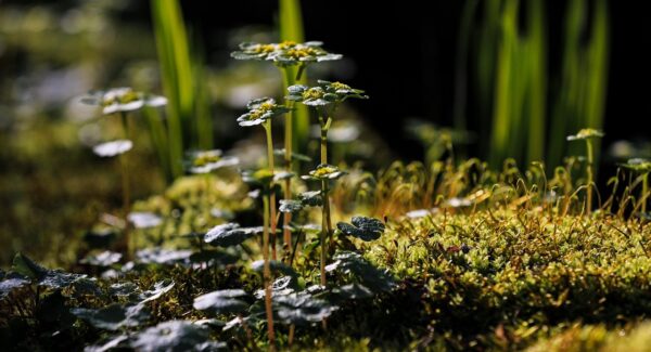 【最新赚钱项目】怎么网上创业才能成功？创业网络为你解答