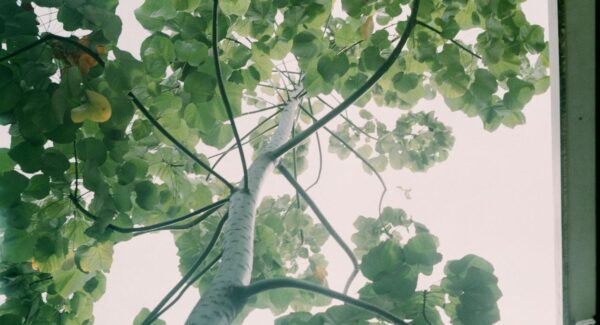 网上赚钱论坛：项目网，如何利用新番号库提高网站流量