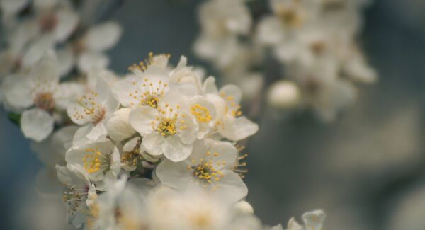 创业商机网与创业网：发现创业商机，探索网赚新领域