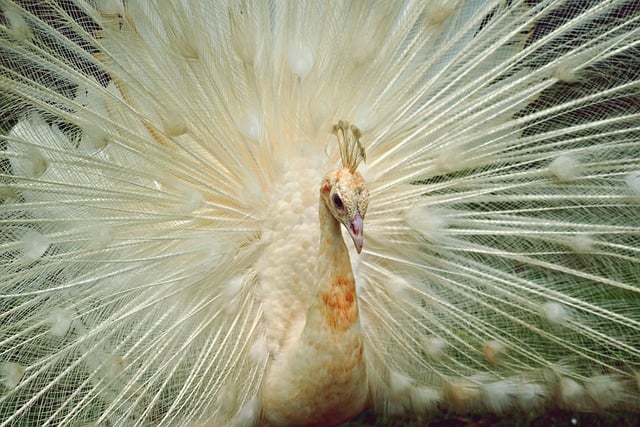 网络竞价赚钱：狗凯之家，如何利用狗凯之家源码网提高网站流量