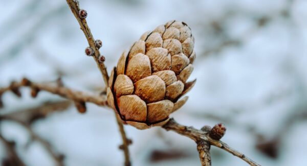 网站赚钱秘籍：竞价赚钱与网赚项目的完美结合