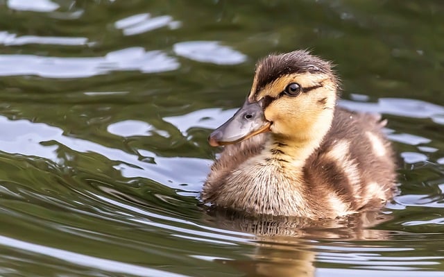 金旋风网赚论坛实战技巧：百度快速排名与网赚项目揭秘
