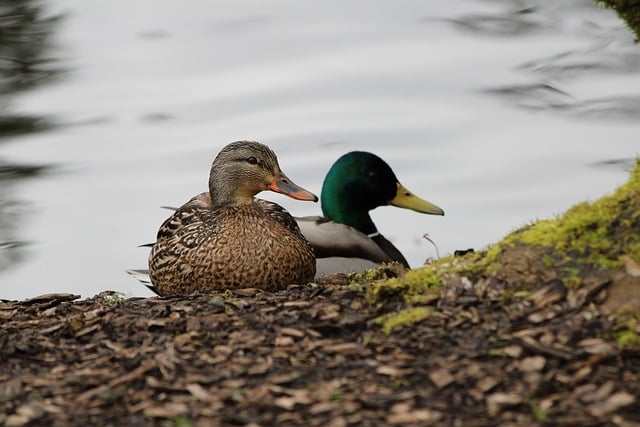中创：狗凯之家，如何利用贴吧吧主赚钱提高网站价值