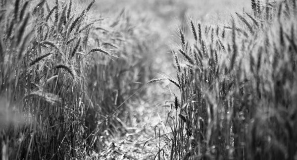 福源论坛网：网赚新手进阶的不二之选