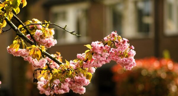 小鱼项目网VS小淘学社论坛：网创项目资源整合哪家强？