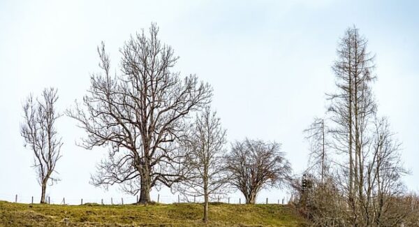 网站交易中介：专业网站交易服务，助你实现网站资产价值最大化