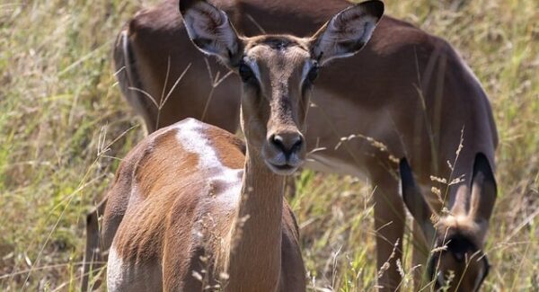 金旋论坛：番号库网站，如何利用老司机番号提高网站流量