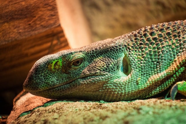 百度站长工具使用指南：网站优化课程助你提升SEO效果