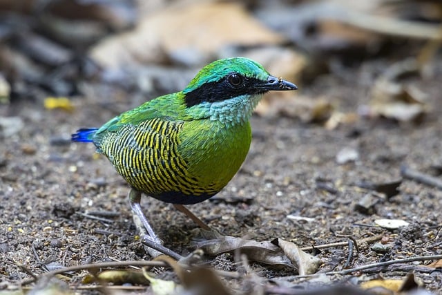 暮沉网创项目大揭秘：金旋风网赚论坛带您致富