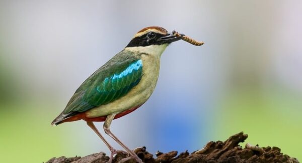 中创网官网新动态：热门项目一网打尽，轻松赚钱