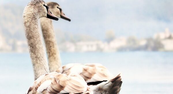 项目资源站与项目网创业：网创项目资源网站的优劣对比