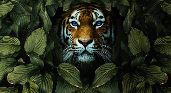 龙岩SEO专家分享：友情链接出售策略与百度关键词价格走势