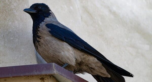 互联网创业论坛新动态解析：如何把握网络创业的最新趋势，打造你的创业帝国