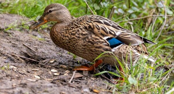 【友情链接】百度搜索大数据解析：如何高效进行链接交易？